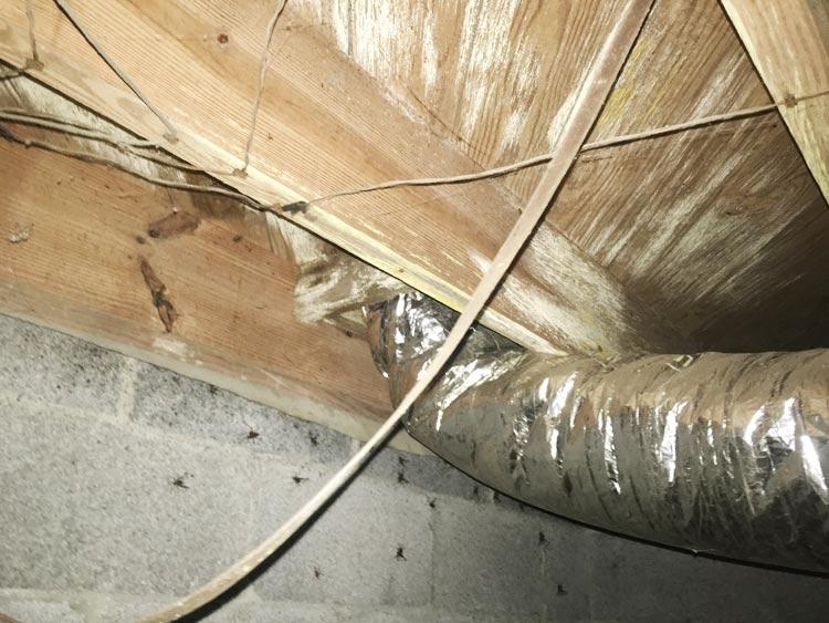 76462-crawl-space-disasters-21