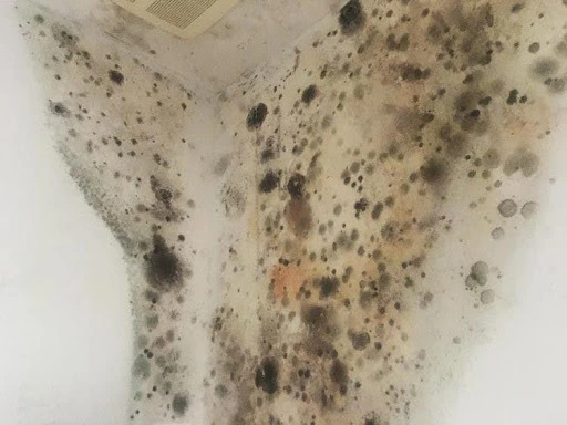 Severe black mold growth spreading across indoor white walls.