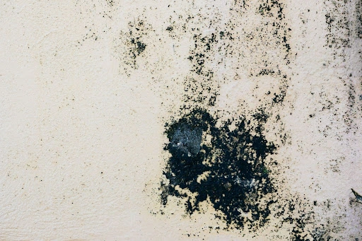 Black mold growing on a damp, peeling cream wall