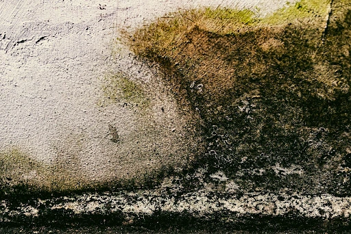 Green and brown mold spreading across a damaged wall